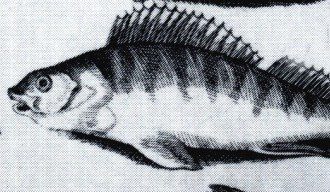 Recepty na přípravu ryb z 16. století